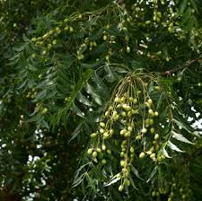 Image result for Azadirachta indica
