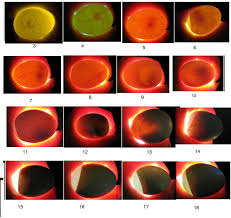 Candling Eggs Chart Google Search Chickens Quail Eggs