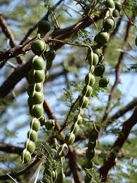 Image result for Acacia grandicornuta