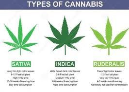 Heres Some Charts Every Cannabis Grower Should Have Handy
