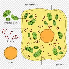 The ribosome is a complex made of protein and rna and which adds up to numerous million daltons in size and assumes an important part in the course of decoding the genetic message reserved in the genome into protein. Plant Cell Cel Lula Eucariota Organelle Organism Celula Food Biology Baby Toys Png Pngwing