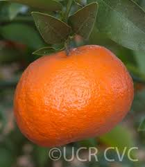 Image result for Citrus reticulata