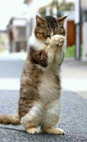 epingle par carolina sur funny images animaux chats adorables chat mignon