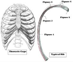 Rib fractures most commonly occur in the middle ribs, as a consequence of crushing injuries or direct trauma. What Is The Difference Between Ribs And Rib Cage Quora