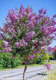 Image result for Lagerstroemia indica