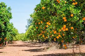 Unfortunately, trees on 'cleopatra' stock are reduced in size, they have lower yields than those on sour orange, and acidity of the fruit is elevated. Planting Citrus Trees Proper Planting And Long Term Health