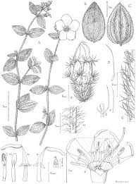 Image result for Heterotis decumbens
