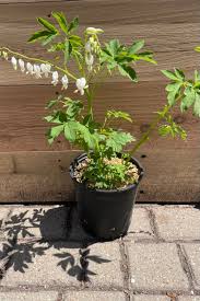 Image result for Dicentra spectabilis alba