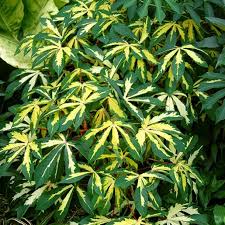 Image result for Manihot esculenta