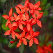 Image result for Ixora narcissodora