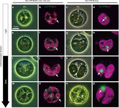 Maybe you would like to learn more about one of these? Chloroplast Nucleoids As A Transformable Network Revealed By Live Imaging With A Microfluidic Device Communications Biology