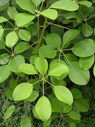 Image result for Astropanax myrianthus