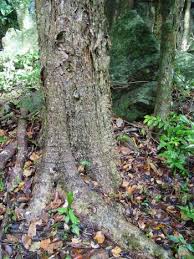 Image result for Heywoodia