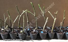 The best conditions prevail in spring and summer. Growing Plumeria From Cuttings Schneor Design And More