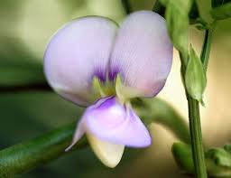 Image result for Triumfetta dekindtiana