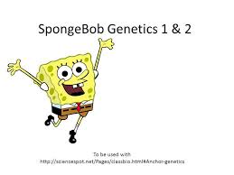 Spongebob is heterozygous for his square shape, but spongesusie is round. Spongebob Genetics 1 2 To Be Used With Ppt Video Online Download