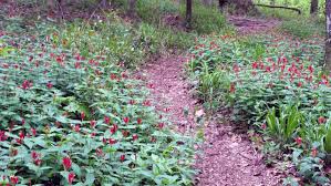 Image result for Spigelia