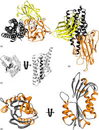 Image result for Vernonia fractiflexa