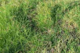 Image result for Cenchrus clandestinus