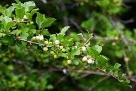 Image result for Globimetula mweroensis