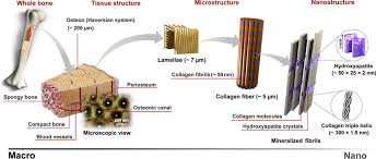In the center of each osteon is the central canal, a space that houses blood vessels and nerves that supply bone. 2 The Hierarchical Structure Of Typical Bone At Various Length Scales Download Scientific Diagram