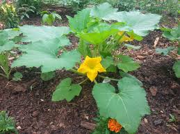 Check spelling or type a new query. Serve Squash Year Round A Guest Post From Bob Westerfield