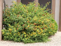 Image result for Lantana angolensis