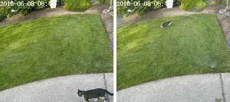 Citrus sprays seem to work well too. Build An Ai Cat Chaser With Jetson Tx1 And Caffe Nvidia Developer Blog