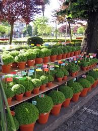O caule é pequeno com apenas 20 cm. O Manjerico E As Suas Vendedoras A Tradicao Do Sao Joao