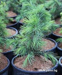 Böden, zargen, hälse, griffbretter, kanteln, flötenholz und vieles mehr finden sie im breit gefächerten angebot bei uns! Cedrus Libani Libanon Zeder