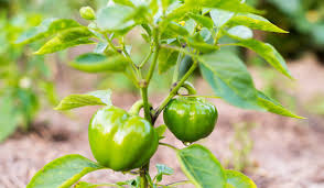 Image result for Capsicum
