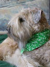 Irish Soft Coated Wheaten Terrier I Had A Stuffed Animal That Was Identical To This Bandana And A Soft Coated Wheaten Terrier Wheaten Terrier Purebred Dogs