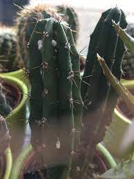 Under the rubble of cactus. White And Brown Spots On Cacti Gardening Landscaping Stack Exchange