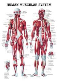 The Human Muscular System Laminated Anatomy Chart