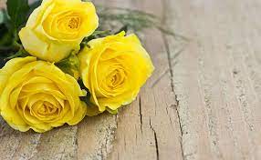 Aliexpress'teki en yeni friendship rose color fırsatlarını yakalayın. Which Flowers And Flowers Colours Are Associated With Friendship