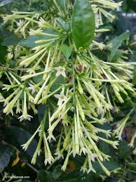 Image result for Cestrum nocturnum