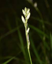 Image result for Chlorophytum macrophyllum