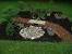 Dog Burial Ideas