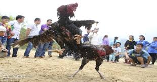 Ayam bangkok pakhoy merupakan ayam aduan yang modern. Ayam Bertinju Penjaga Menang Duit Kata Malaysia