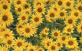 Yellow Flowers Desktop Nexus Wallpapers Sunflower Wallpaper Flower Wallpaper Sunflowers Tumblr