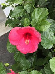 Maybe you would like to learn more about one of these? Ask A Question Forum Hibiscus Flower Edges Are Turning Black Garden Org
