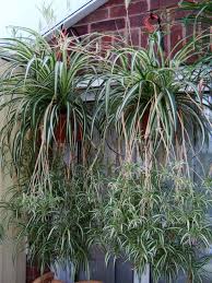 Image result for Chlorophytum nyasae