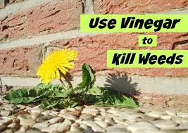 Science and cultivation' started by countrygreenhouse the only reason i can think of would be as an herbicide (i can't stand the smell on vinegar), but this. How To Use Vinegar To Kill Weeds Get Green Be Well