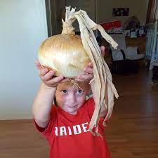 Last frost date (lfd) refers to the approximate date of the last killing frost of spring. Candy Onion Plants Intermediate Day Onion Plants Dixondale Farms