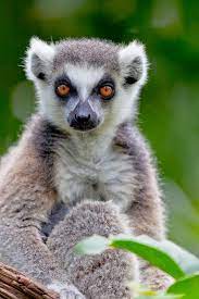 Lemur De Cola En Forma De Anillo Lemur Premium Photo Freepik Photo Naturaleza Animal Lindo Cara Lemur Rainforest Animals African Animals