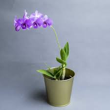 Violet Stripe Dendrobium Orchids Dendrobium Orchids Orchid Potting Mix Orchids