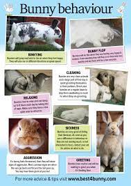 Pin By Shawn Schneider On Bunny Pet Rabbit Care Pet Bunny Rabbits Bunny Cages