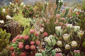 Image Result For Kirstenbosch Protea Garden Plants Fynbos Garden