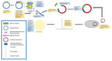 Scientific research shows that cloning and genetic manipulation (gm) entail serious health and welfare problems for cloned and gm animals as well as for the surrogate mothers who carry them to birth. Molecular Cloning Wikipedia