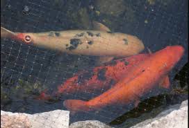 The most common form of fish pond protection is the trusty pond net cover, they can be made to fit most ponds and are a sure fire way to keep the heron at bay, the problem with this option is that it can take away some of the. Koi Predators Heron Next Day Koi